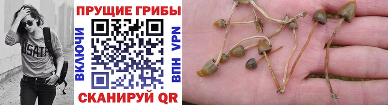 Псилоцибиновые грибы Cubensis  Купить закладки  Сосенский 